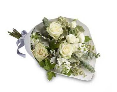Abelia