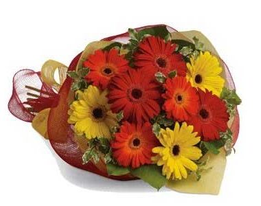 Gerbera Brights