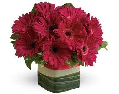 Grand Gerberas
